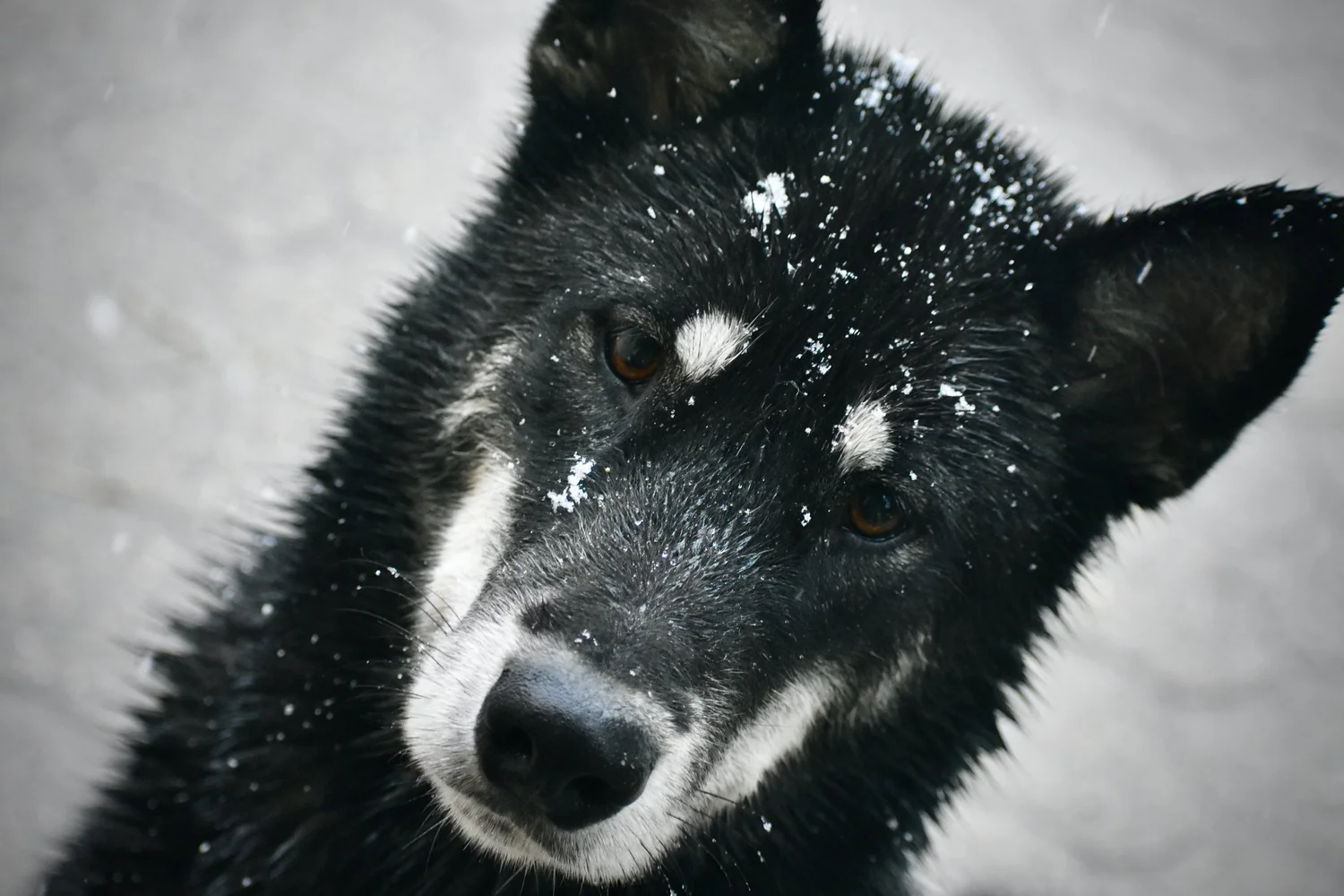 Cenere, Alaskan Malamute · photo 5