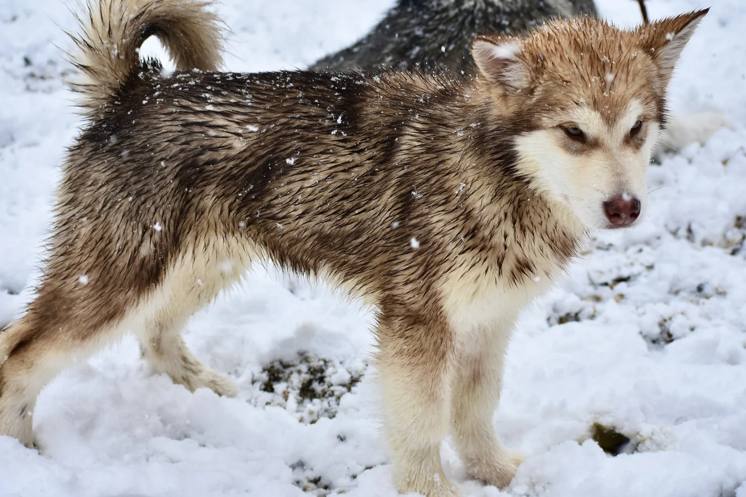 Fiamma, Alaskan Malamute · photo 9