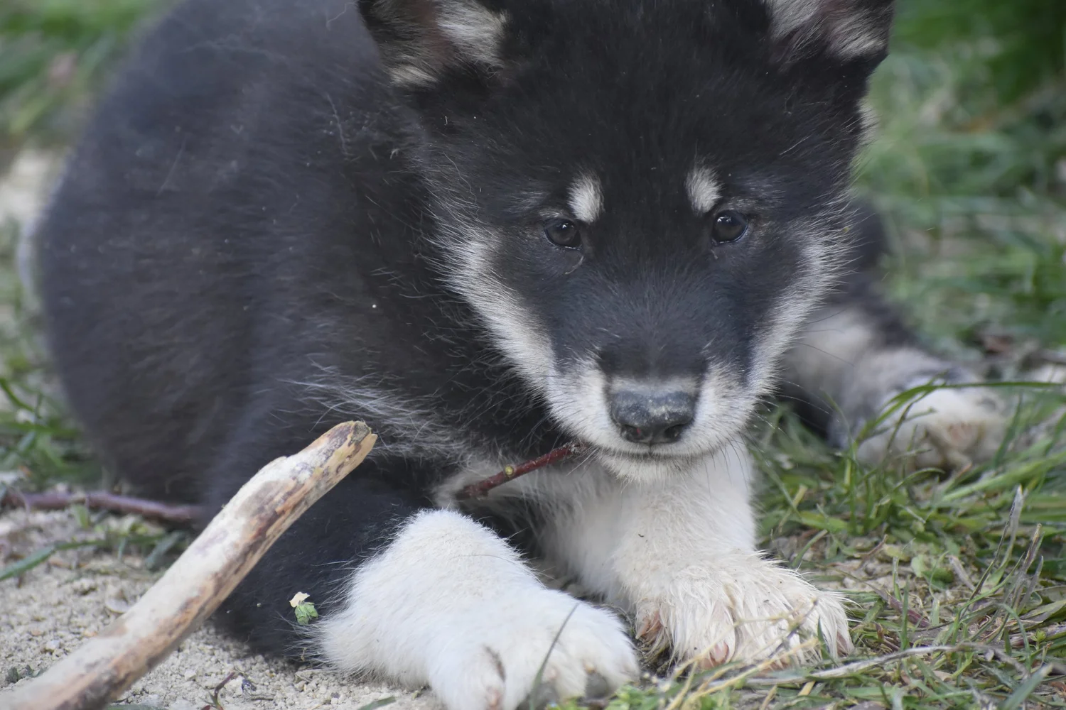 Cenere, Alaskan Malamute · photo 3