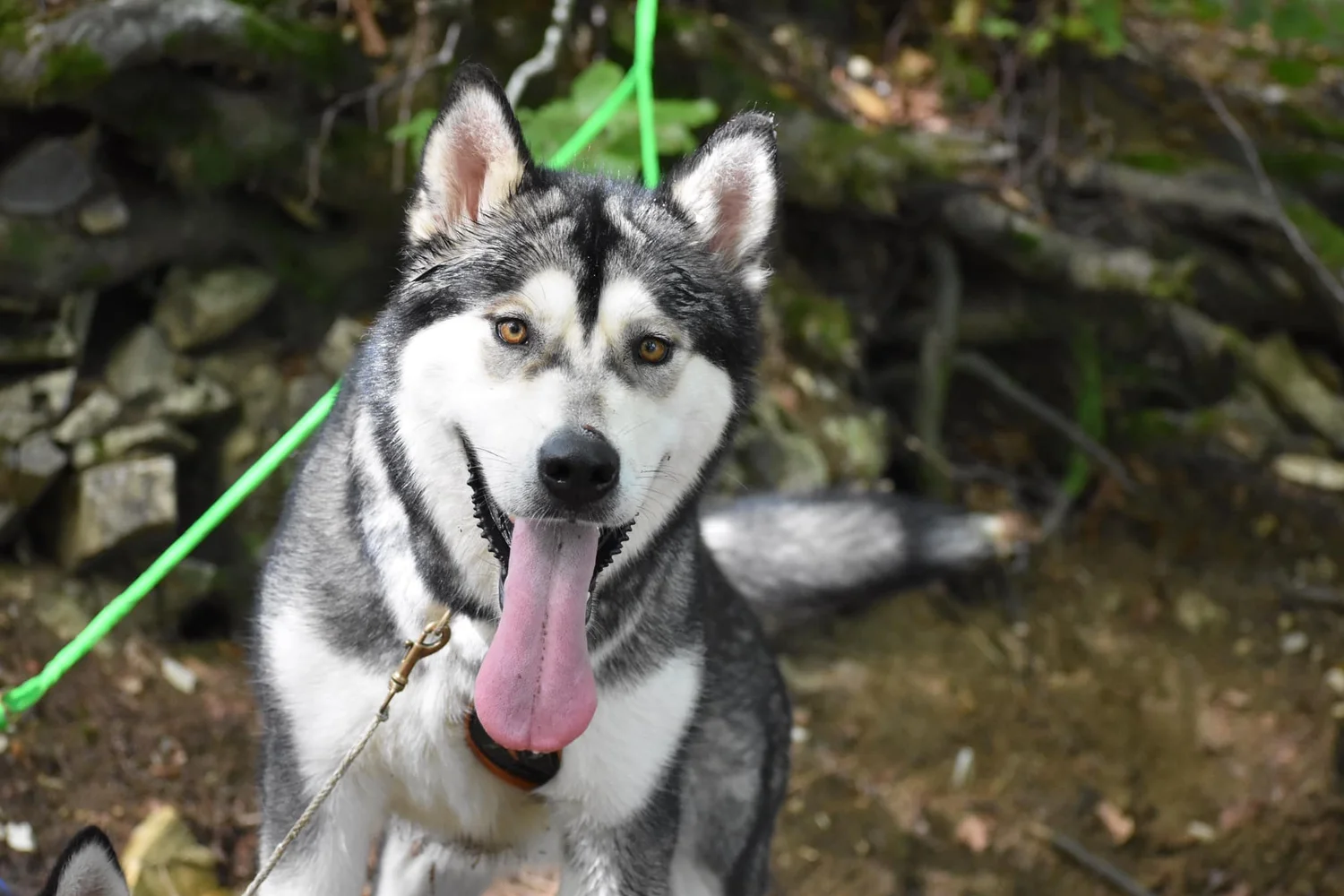 Brina, Alaskan Malamute · photo 10