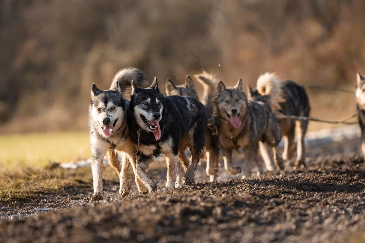 Cenere, Alaskan Malamute · photo 8