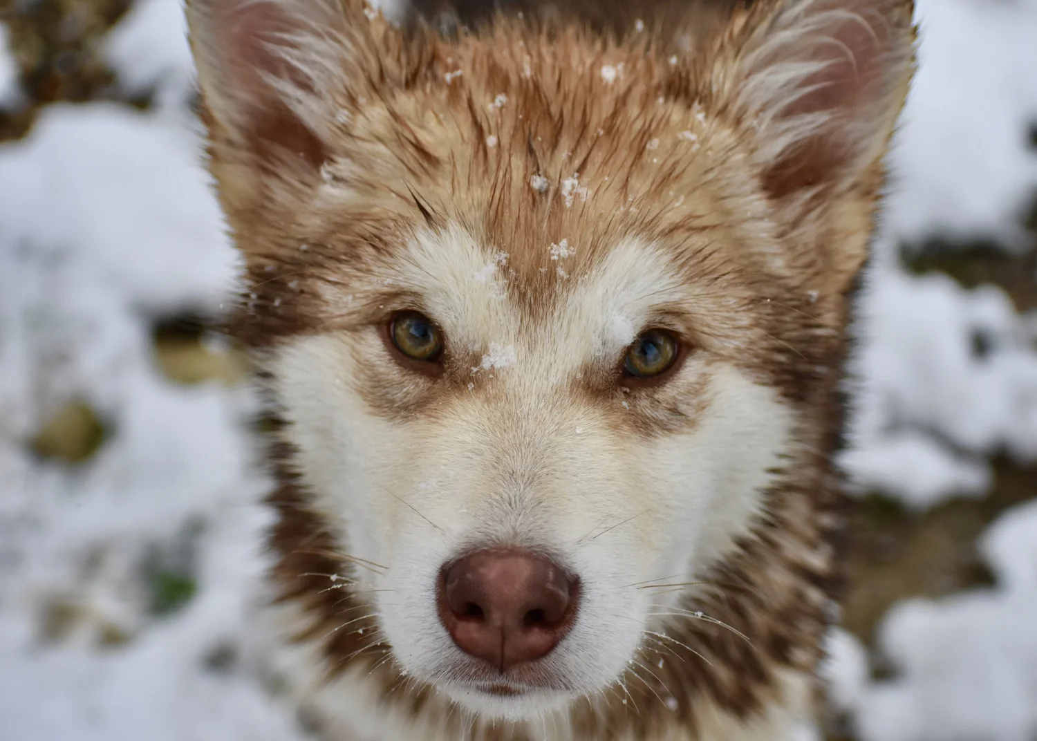 Fiamma, Alaskan Malamute · photo 8