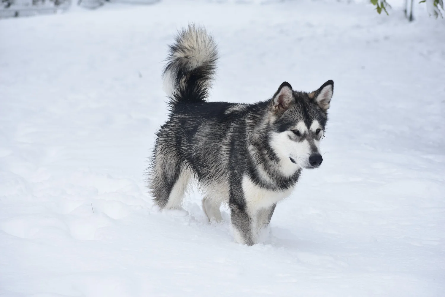 Vind, Alaskan Malamute · photo 4