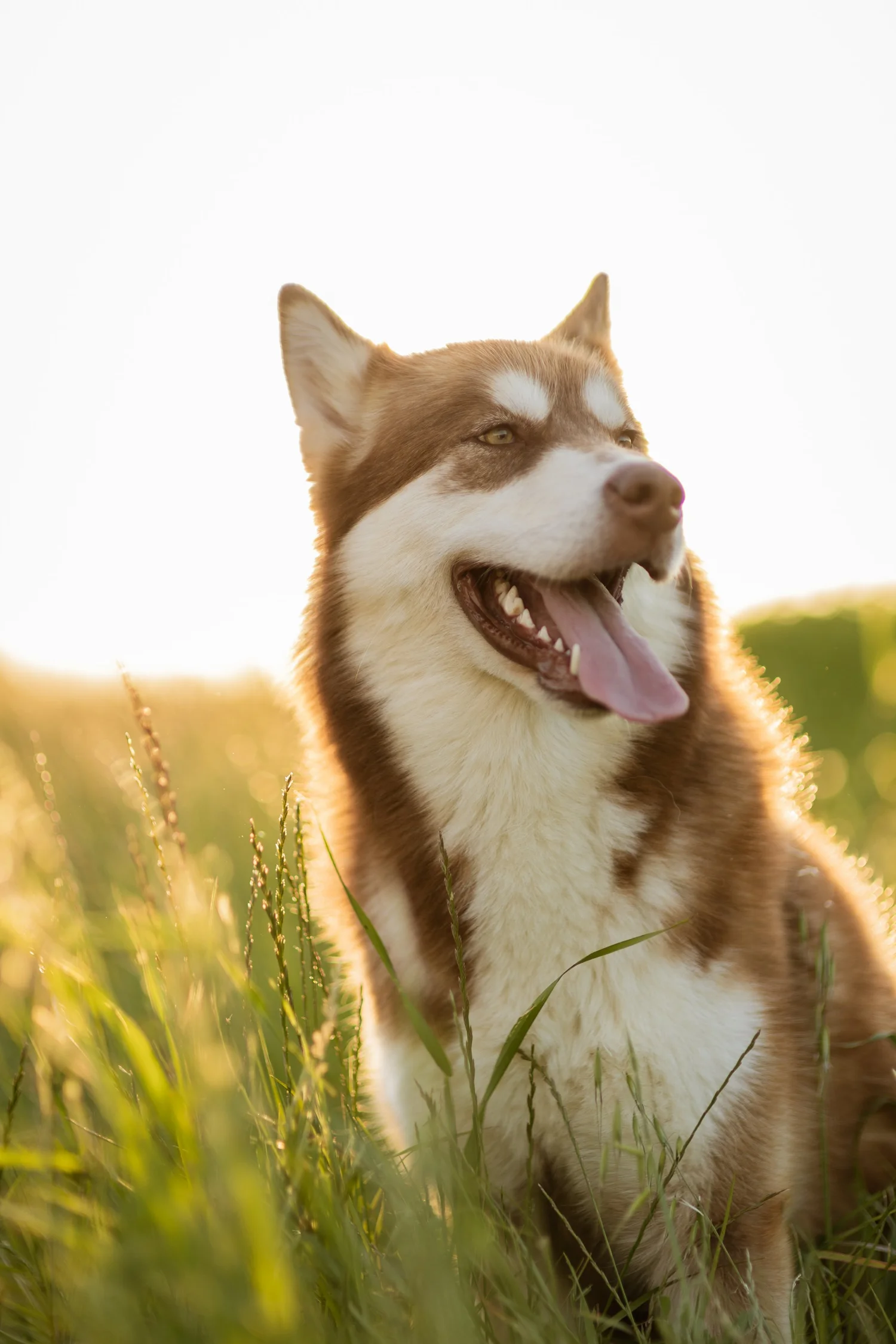 Katla, Alaskan Malamute · photo 5