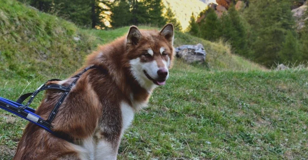 Scar, Alaskan Malamute · photo 2
