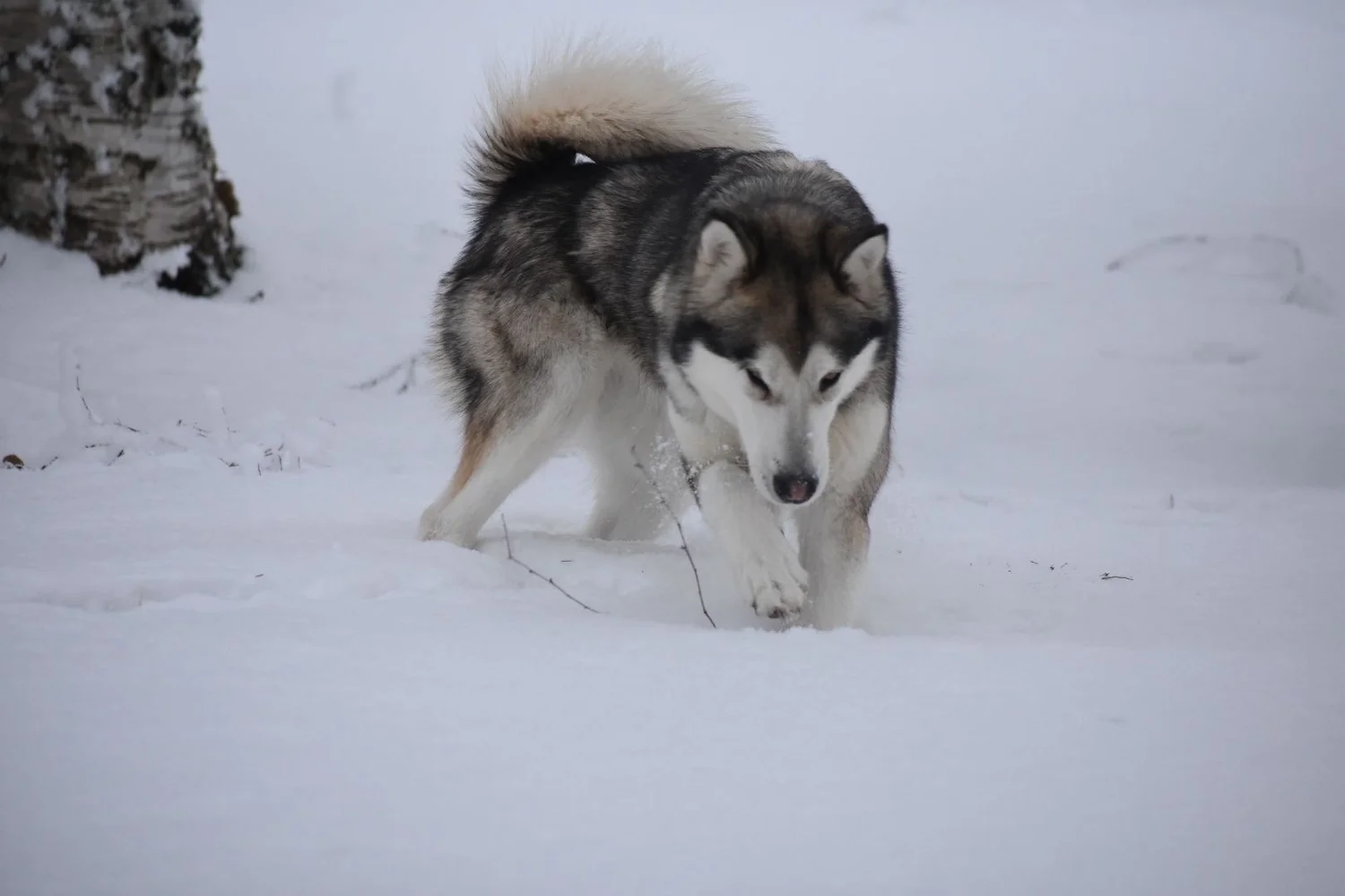 Qiqi, Alaskan Malamute · photo 5