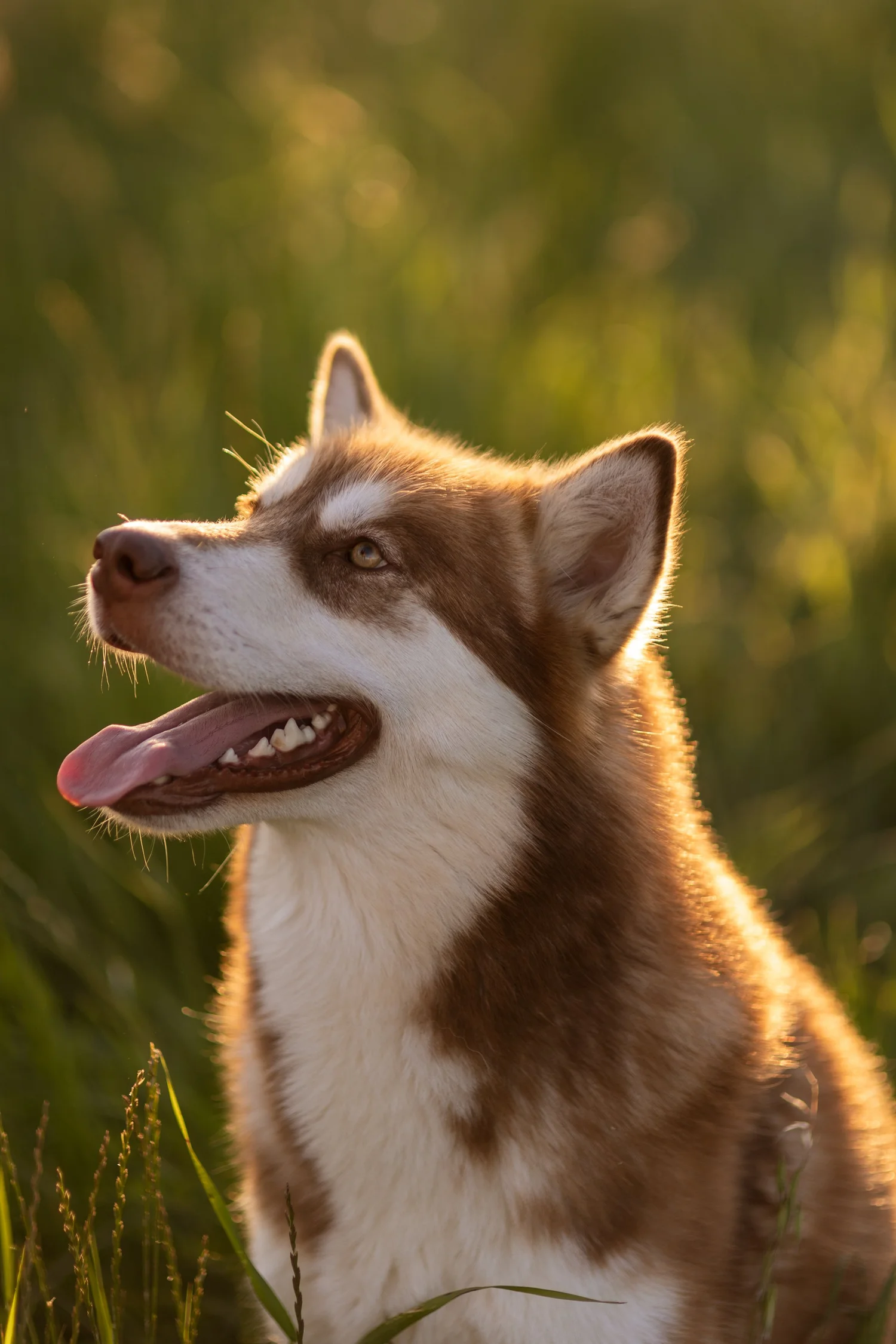 Katla, Alaskan Malamute · photo 4