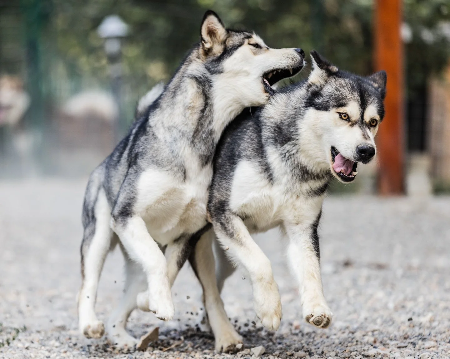 Brina, Alaskan Malamute · photo 7