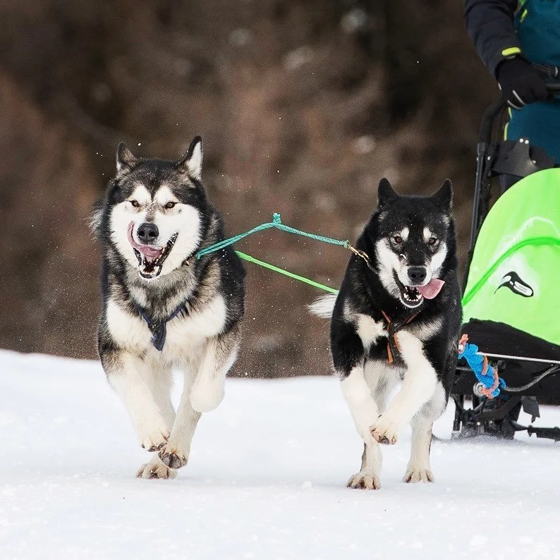 Cenere, Alaskan Malamute · photo 7