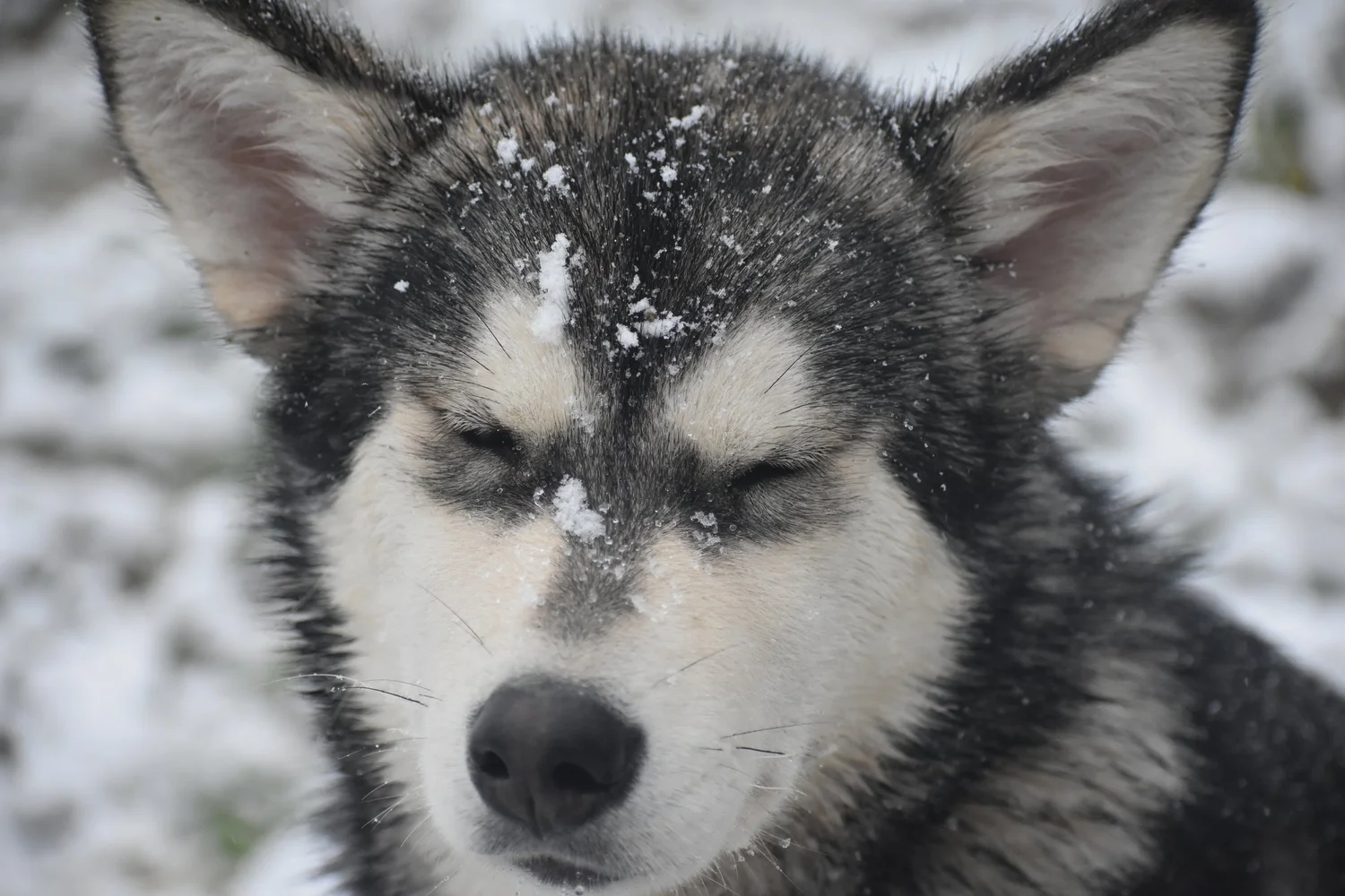 Pioggia, Alaskan Malamute · photo 6
