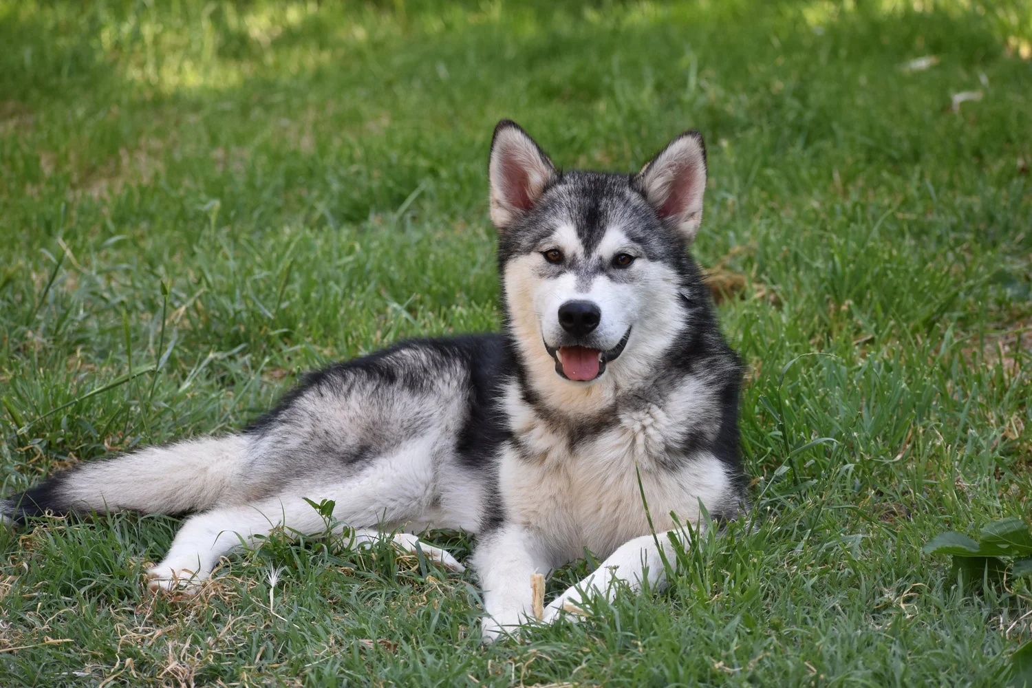 Kol, Alaskan Malamute · photo 5