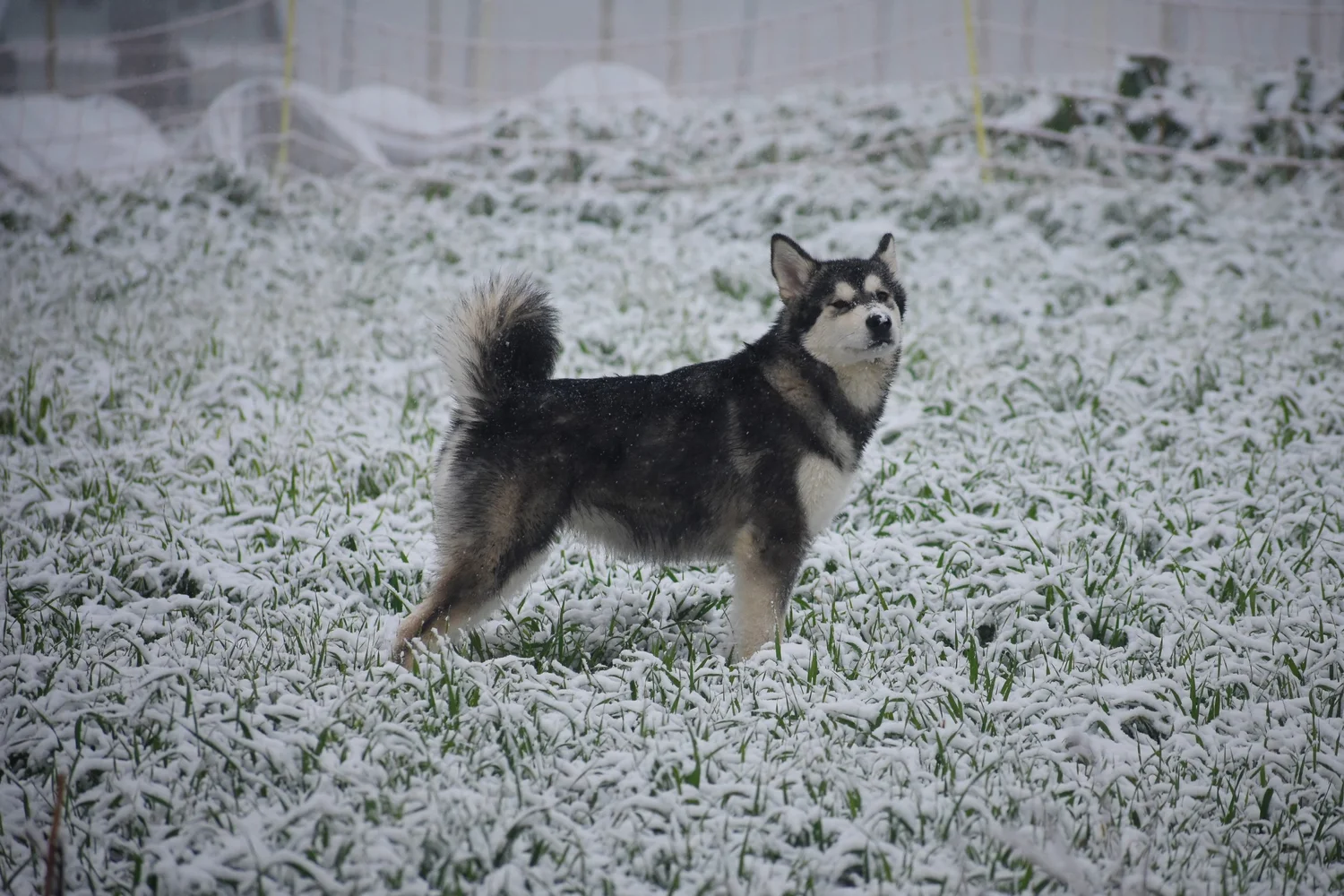 Pioggia, Alaskan Malamute · photo 5