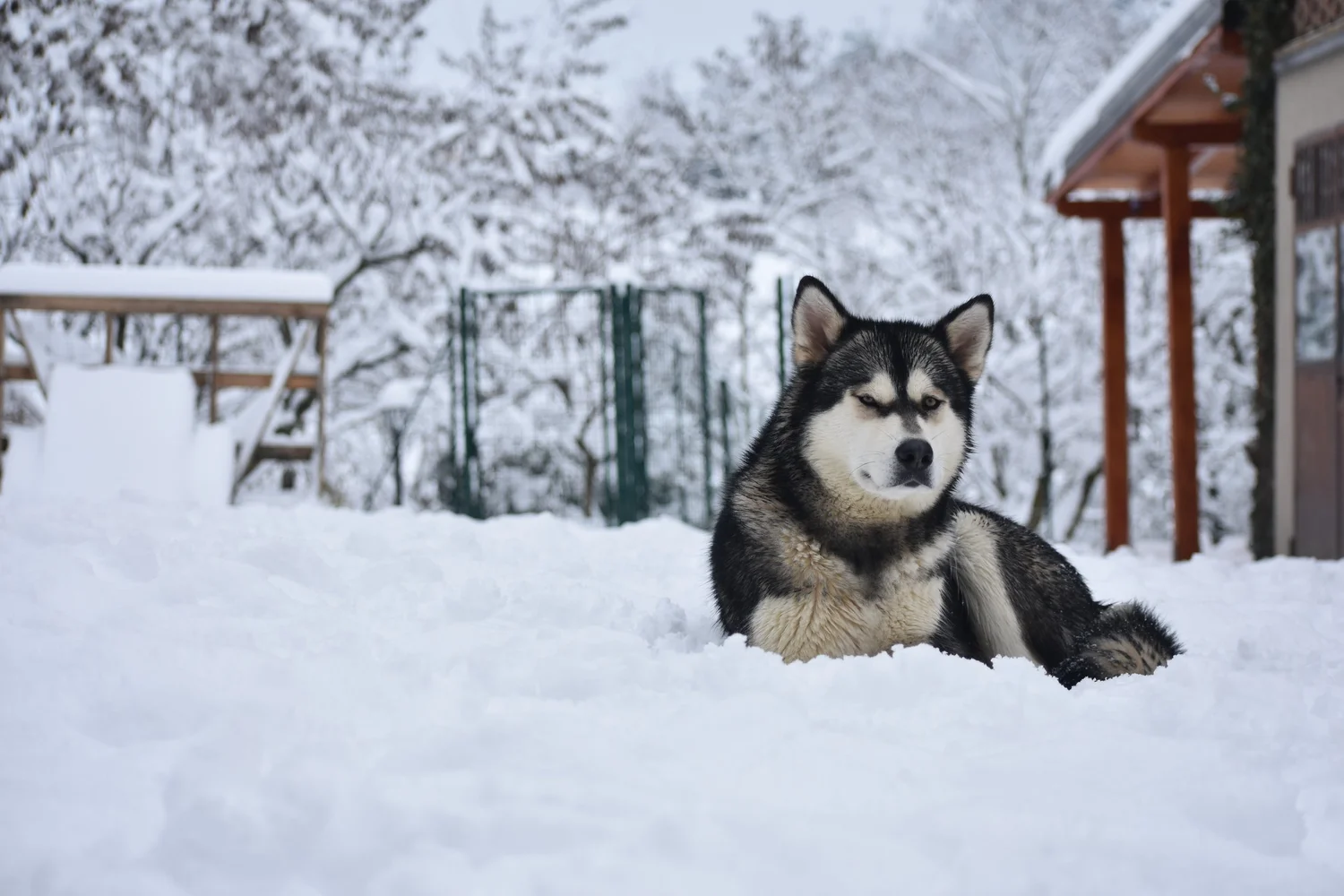 Pioggia, Alaskan Malamute