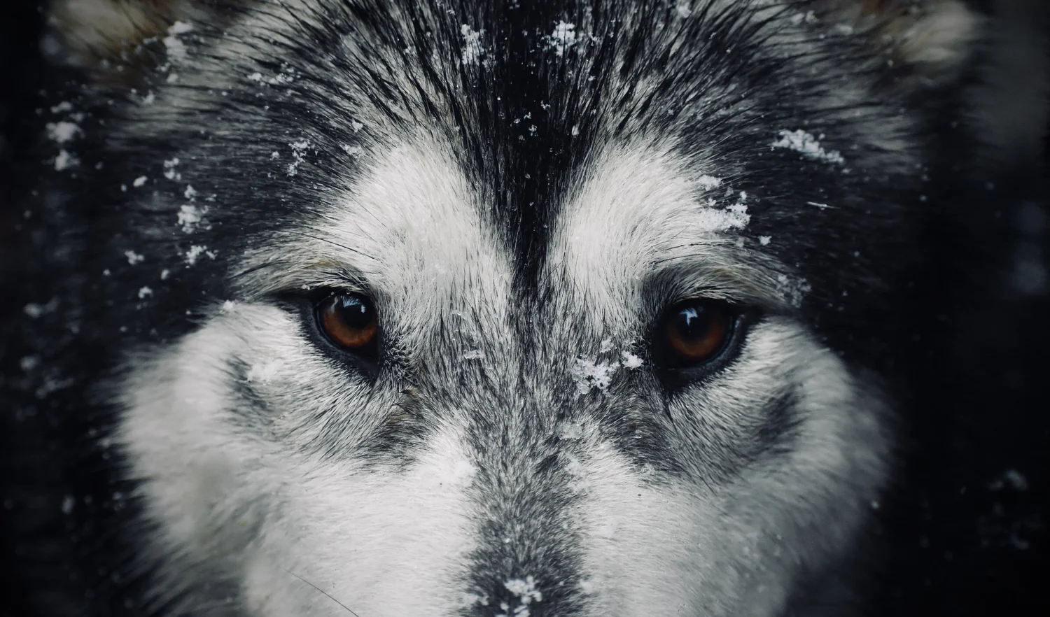 Vind, Alaskan Malamute · photo 5