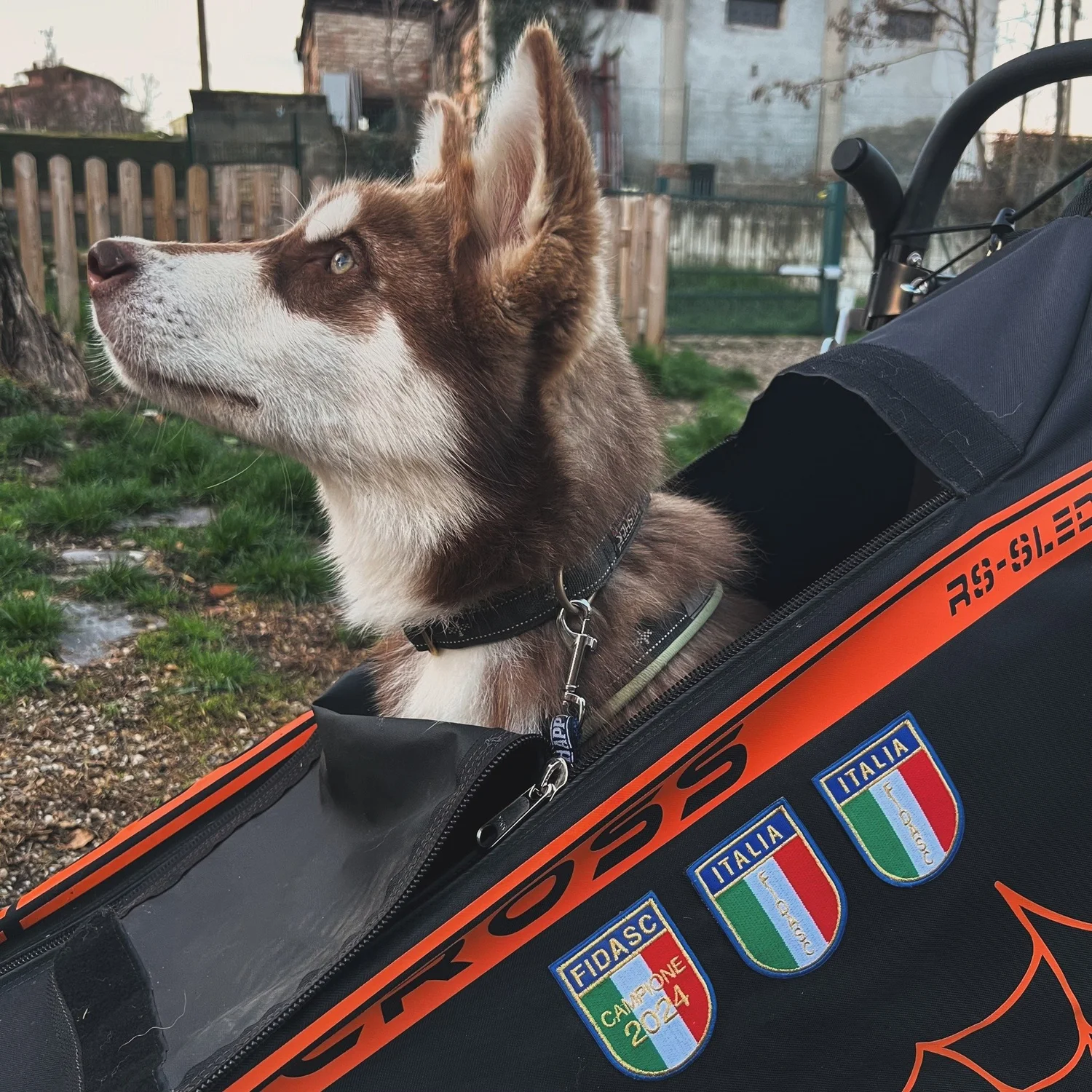 Katla, Alaskan Malamute · photo 9