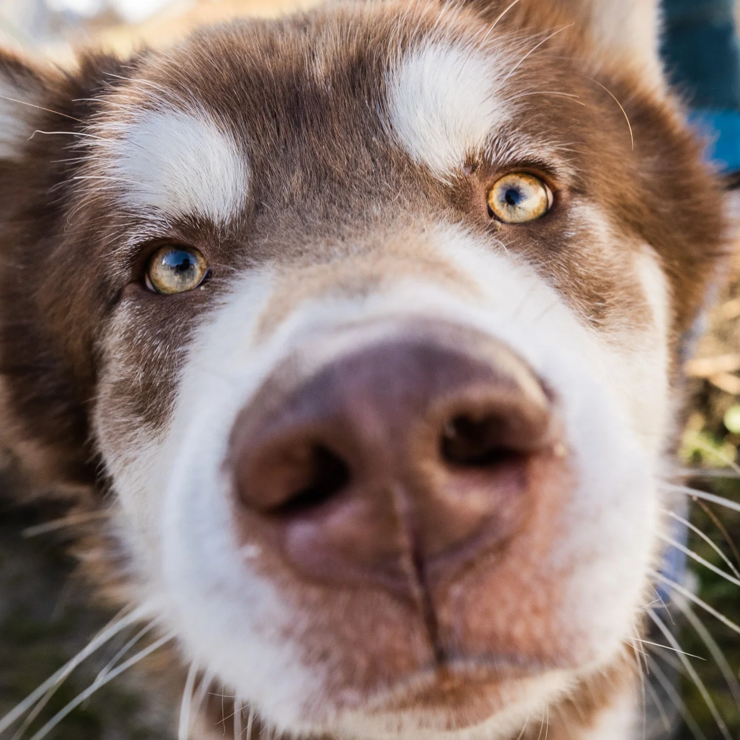 Scar, Alaskan Malamute · photo 3