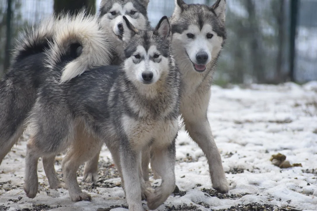 Dory, Alaskan Malamute