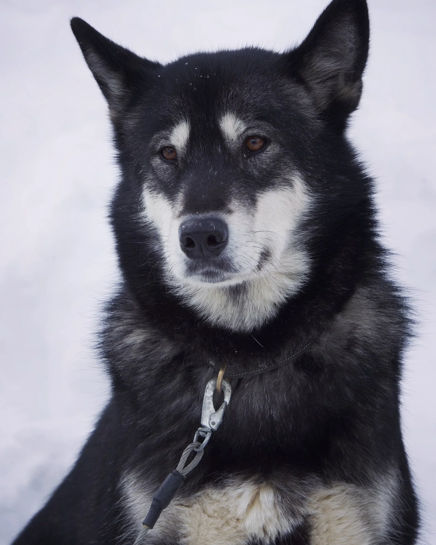 Cenere, Alaskan Malamute · photo 2