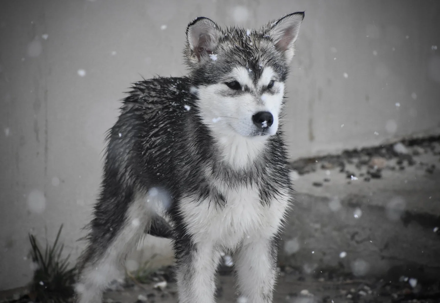Kol, Alaskan Malamute · photo 3
