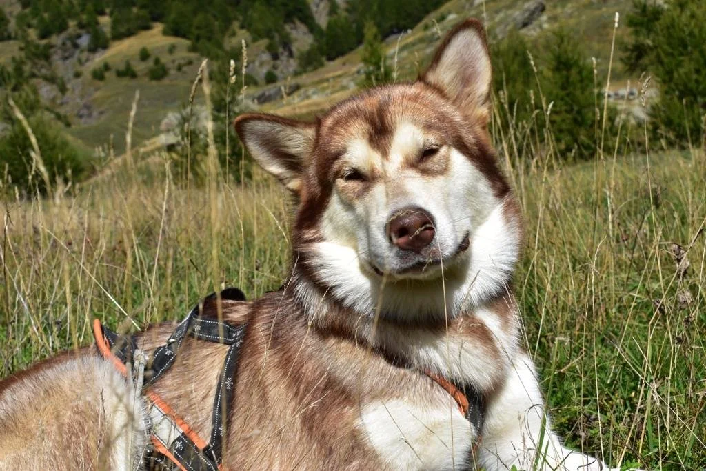 Fiamma, Alaskan Malamute · photo 10