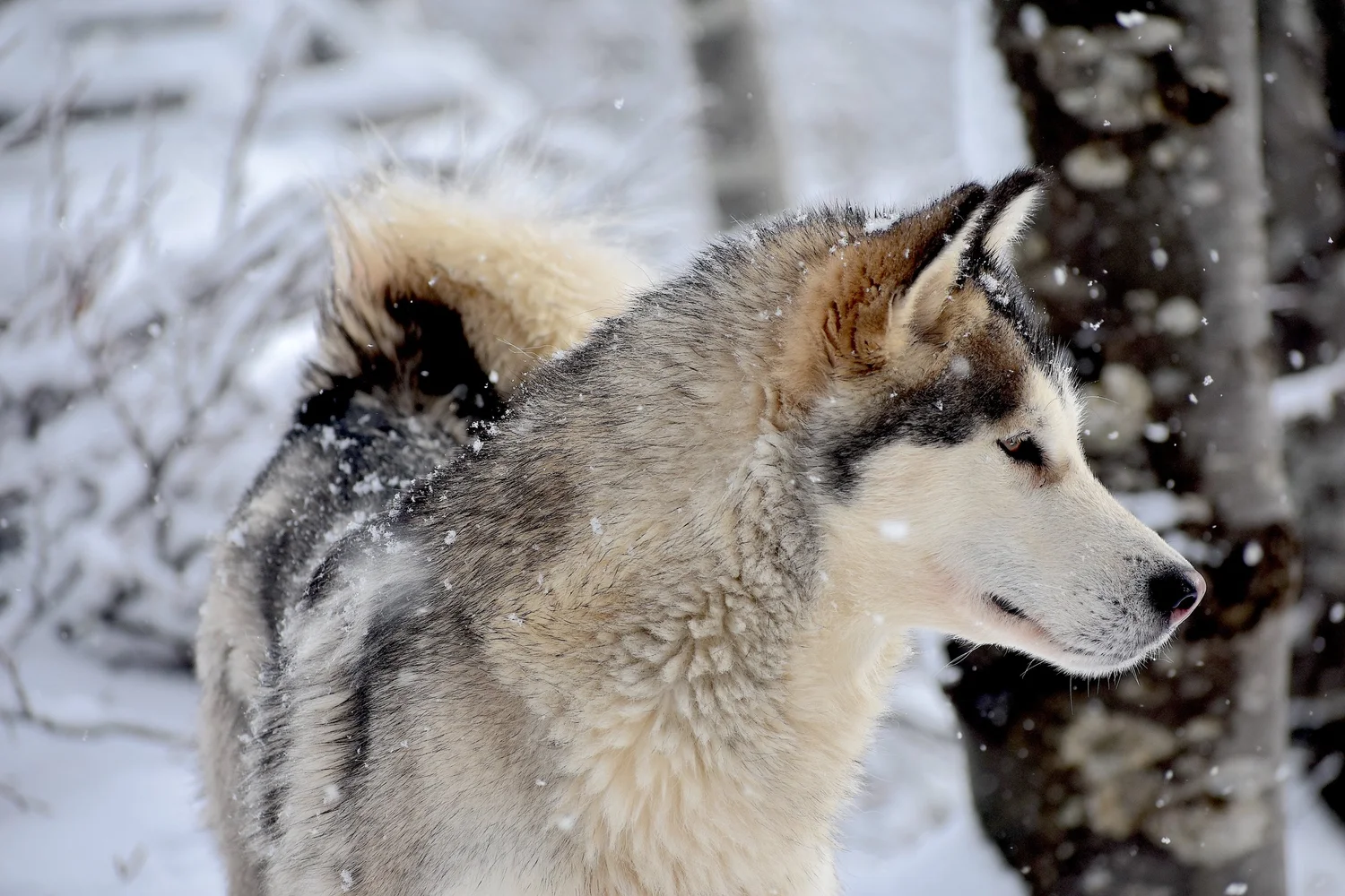 Qiqi, Alaskan Malamute