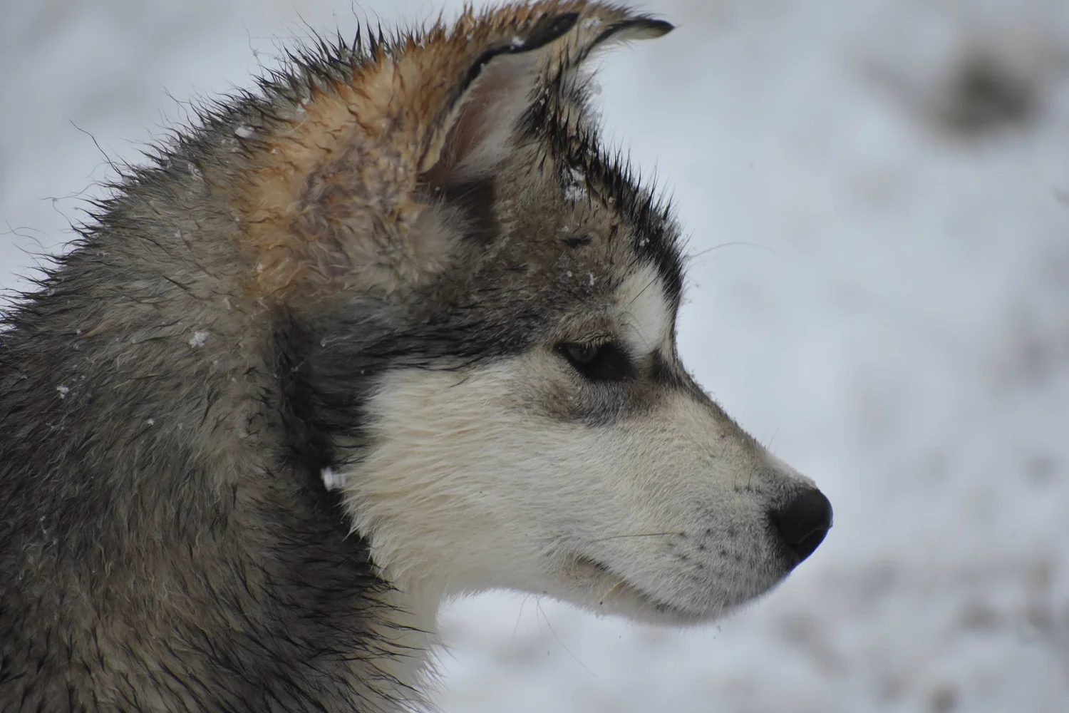 Kol, Alaskan Malamute