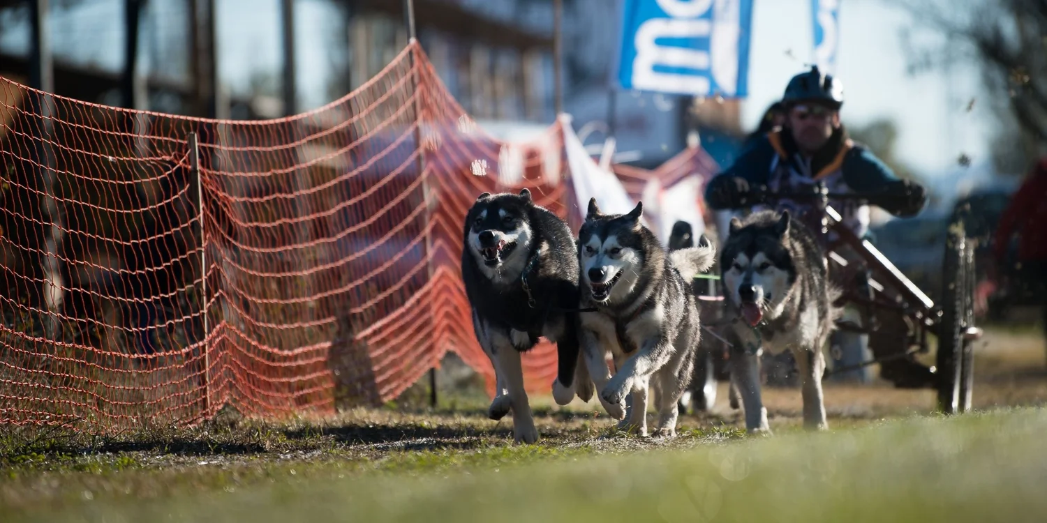 Dory, Alaskan Malamute · photo 5