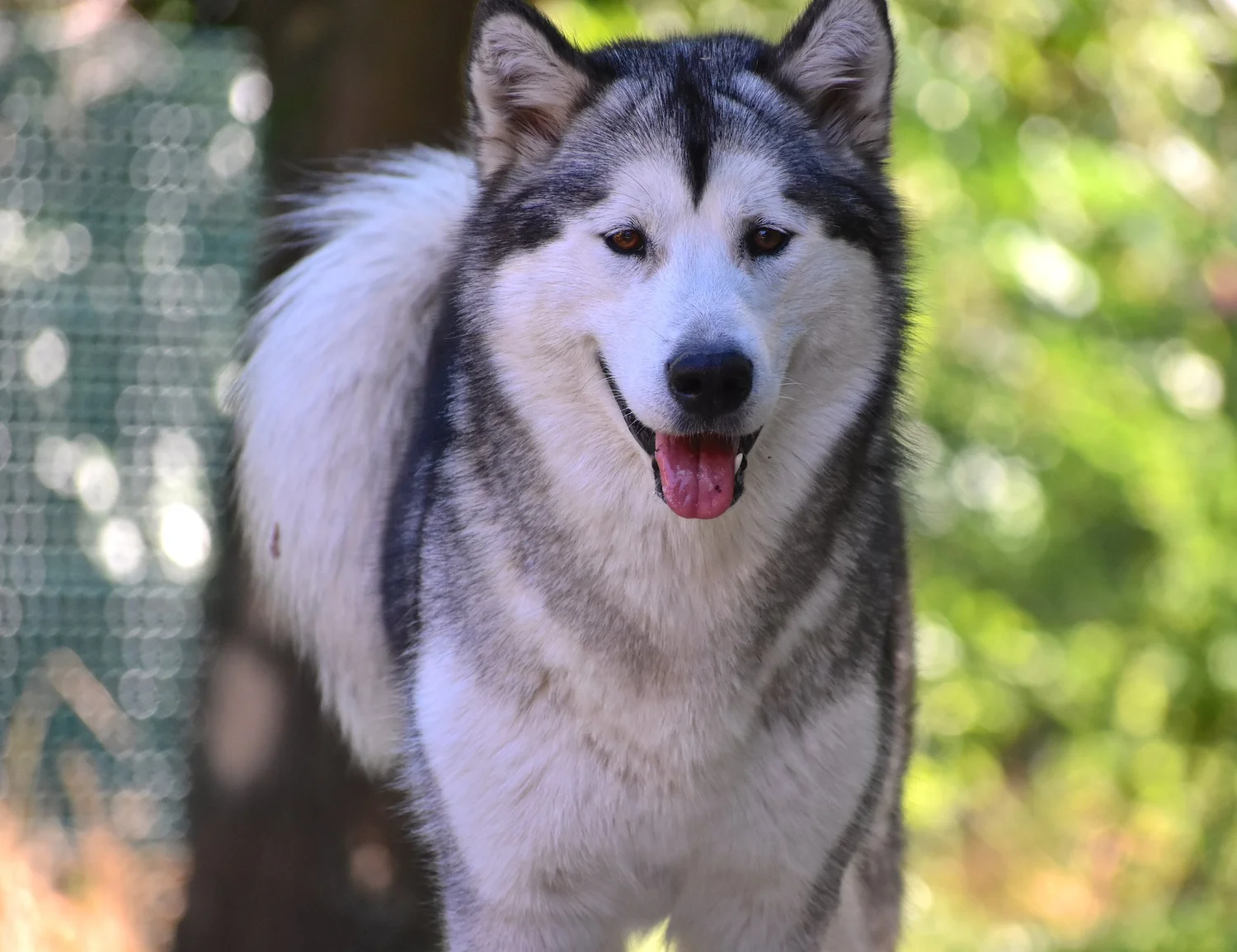 Aria, Alaskan Malamute