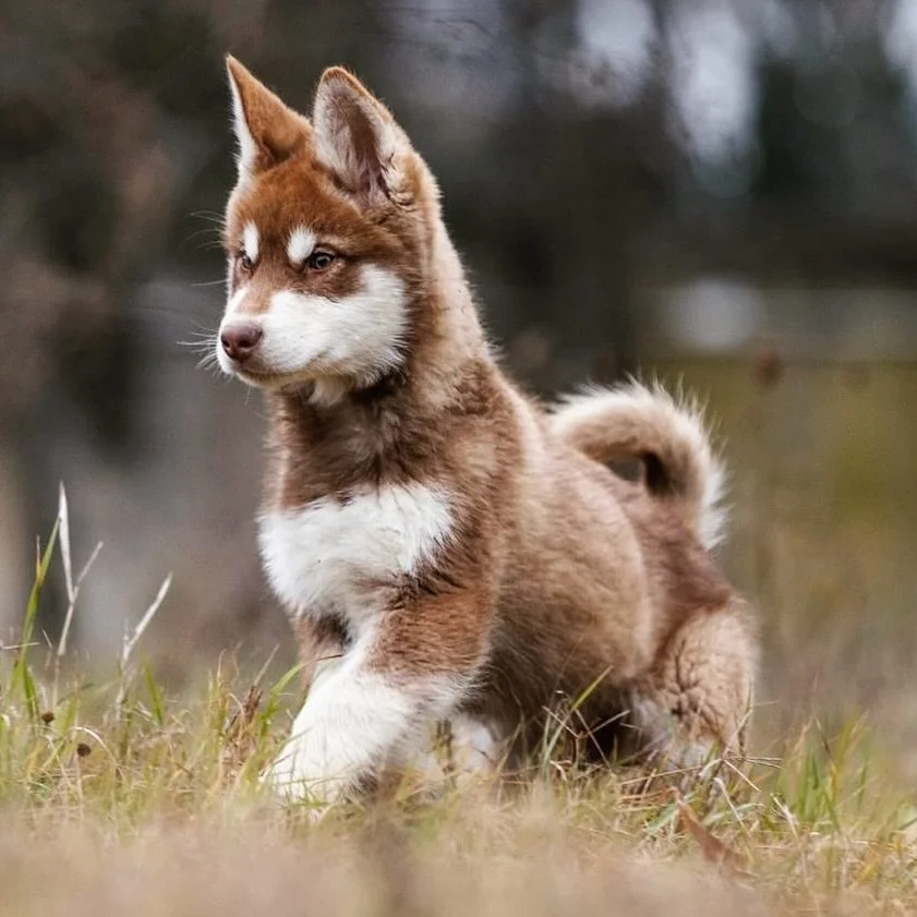 Katla, Alaskan Malamute · photo 10