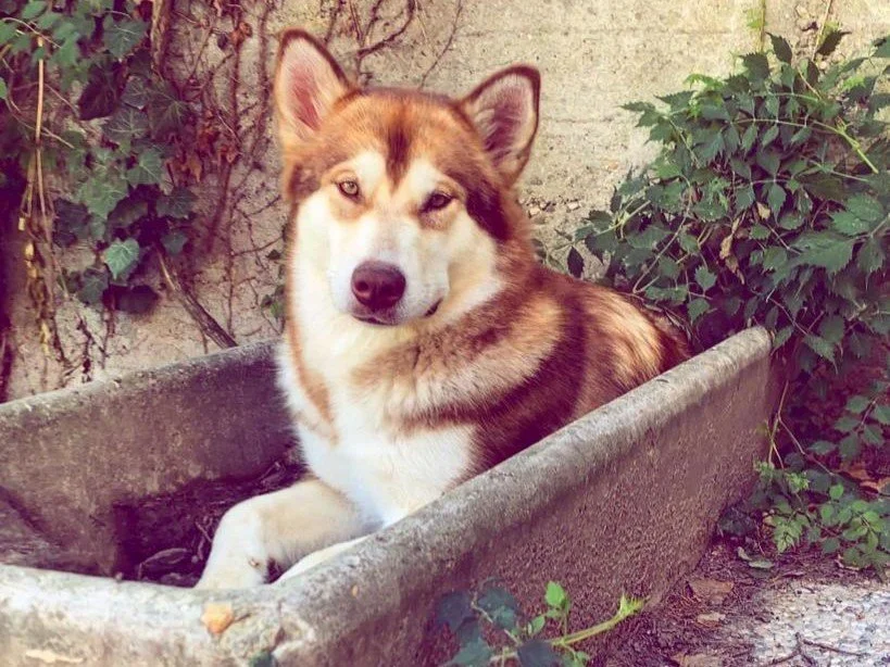 Fiamma, Alaskan Malamute · photo 6