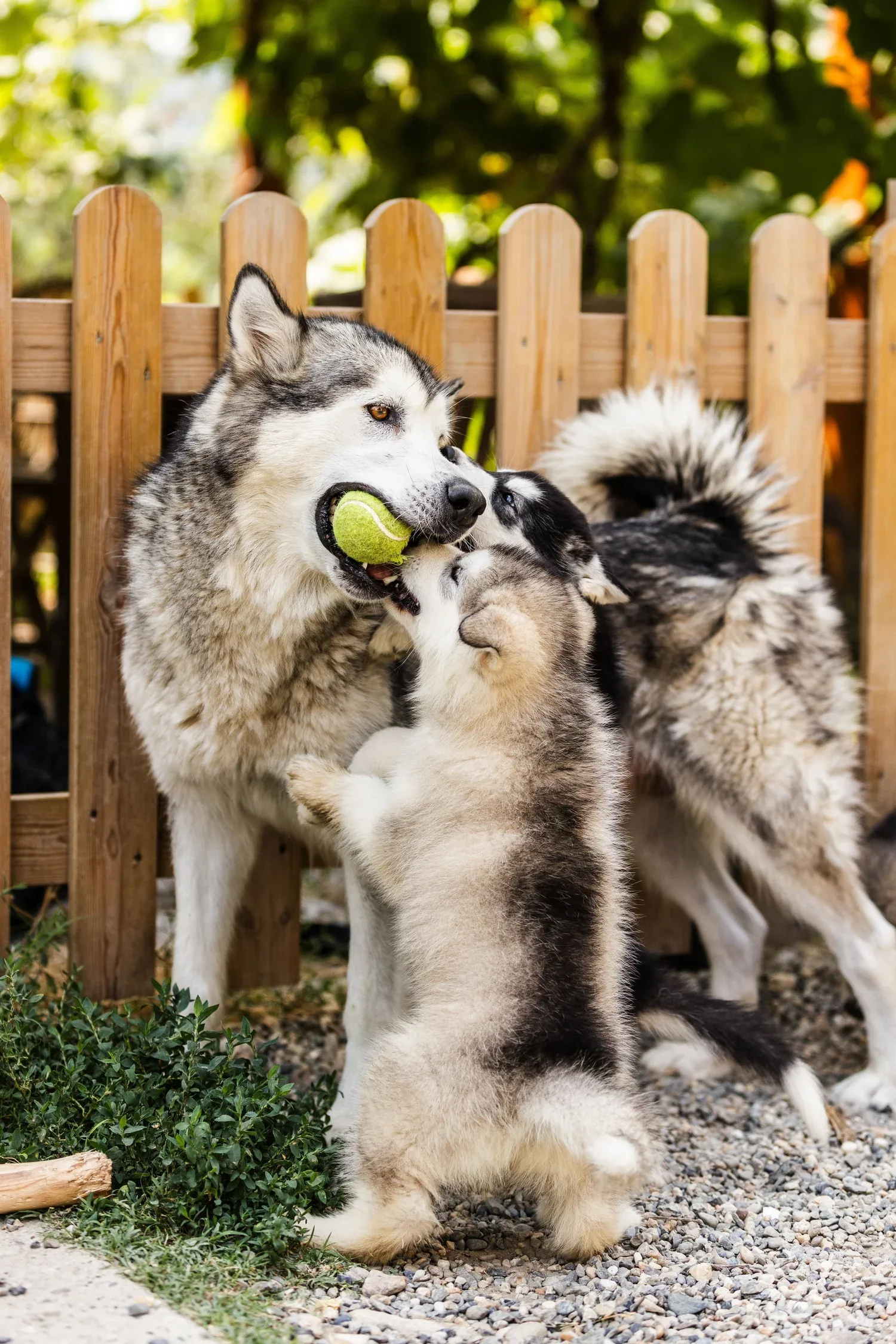 Aria, Alaskan Malamute · photo 2