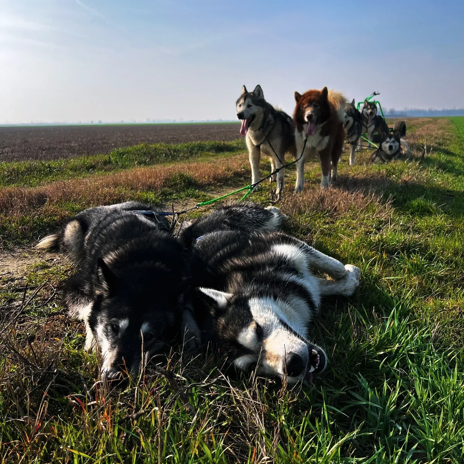 Kol, Alaskan Malamute · photo 6