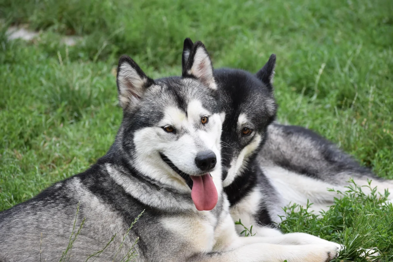 Bora, Alaskan Malamute · photo 5