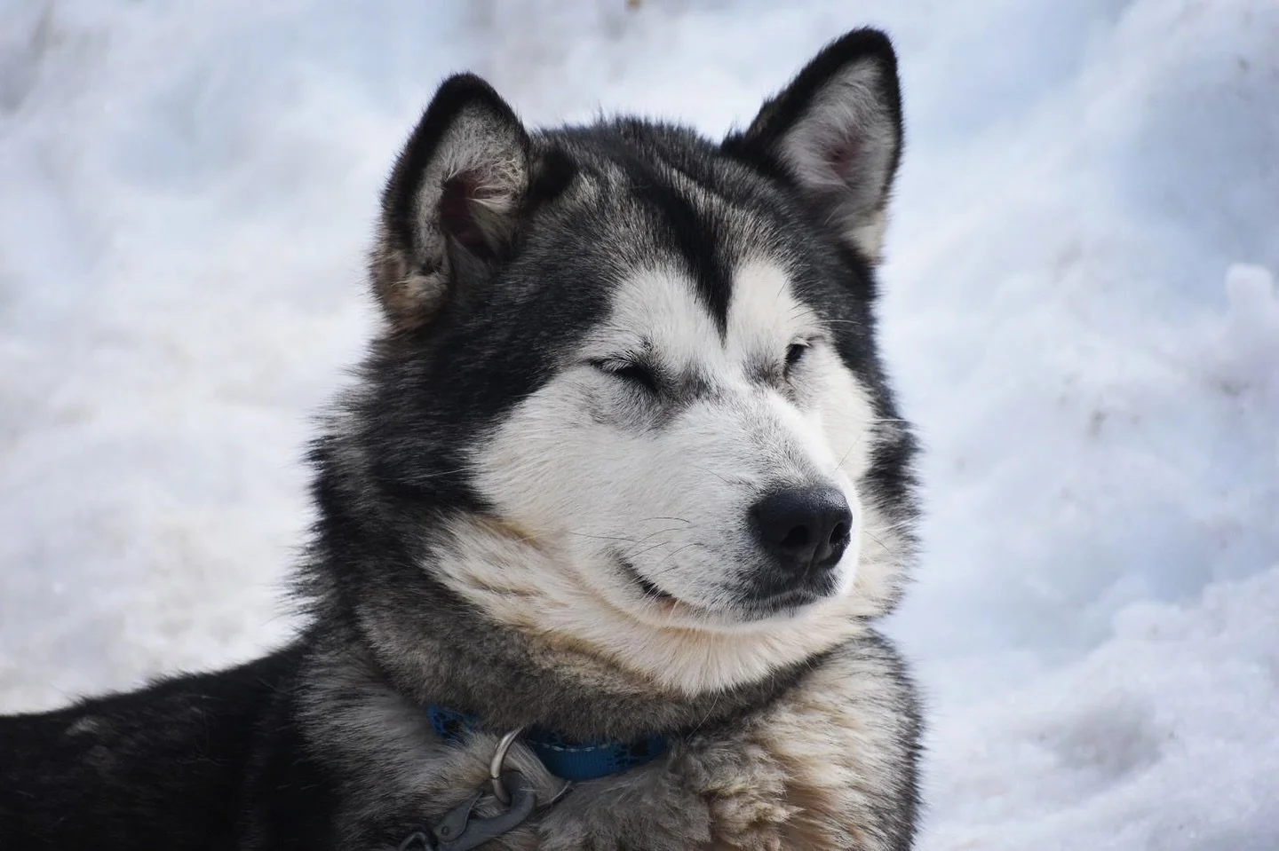 Bora, Alaskan Malamute · photo 4