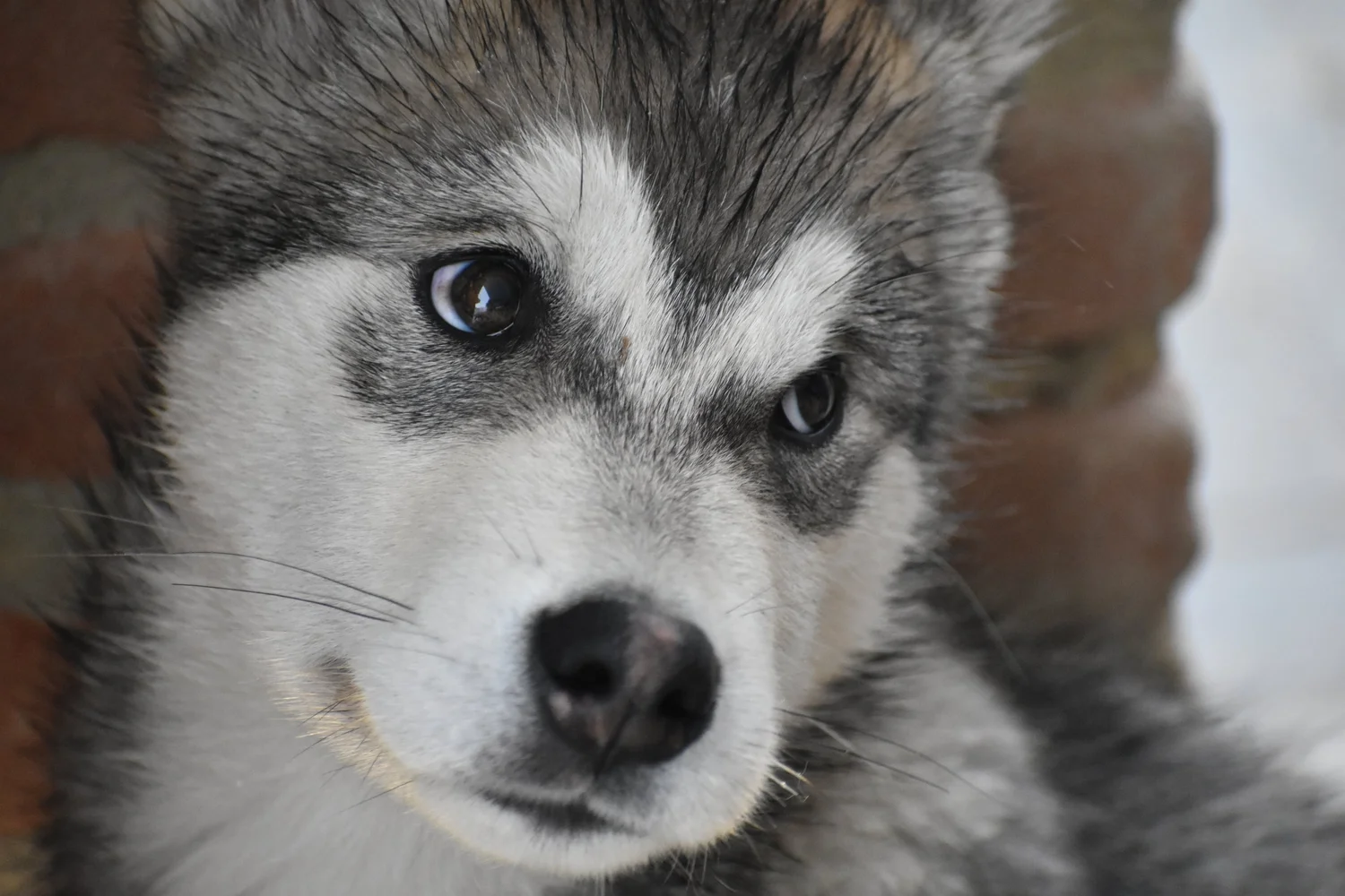 Brina, Alaskan Malamute · photo 2