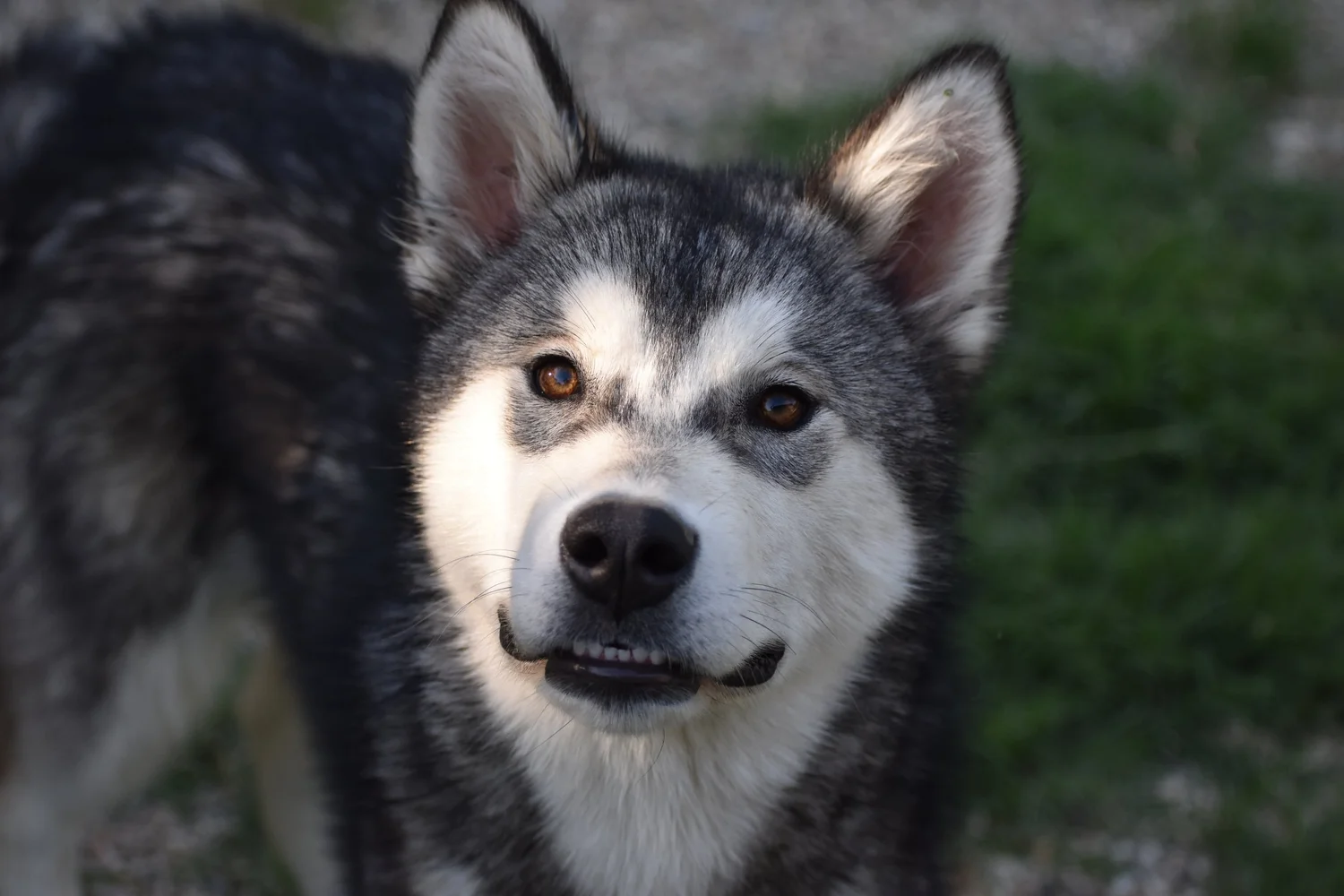 Brina, Alaskan Malamute · photo 4