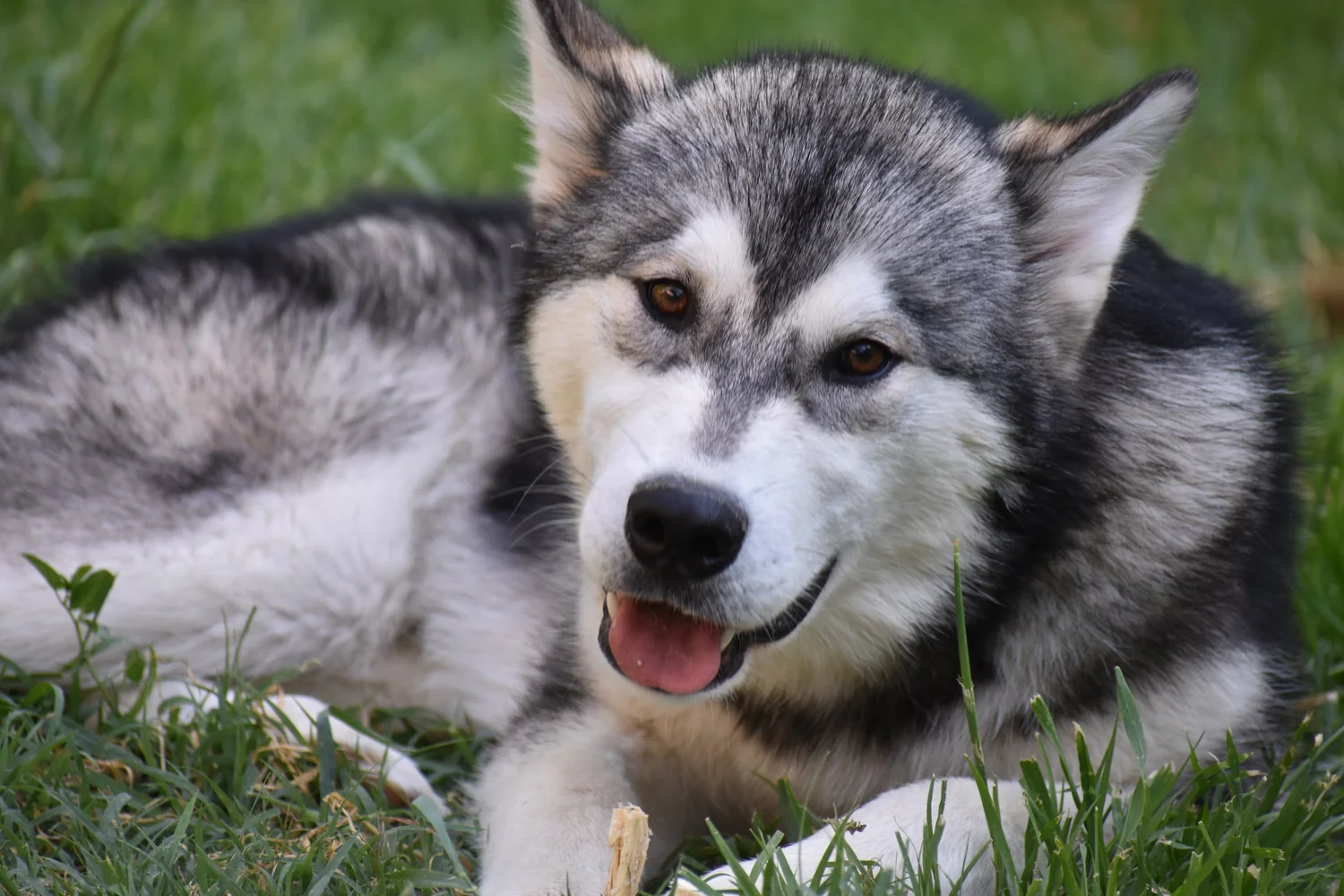 Kol, Alaskan Malamute · photo 4