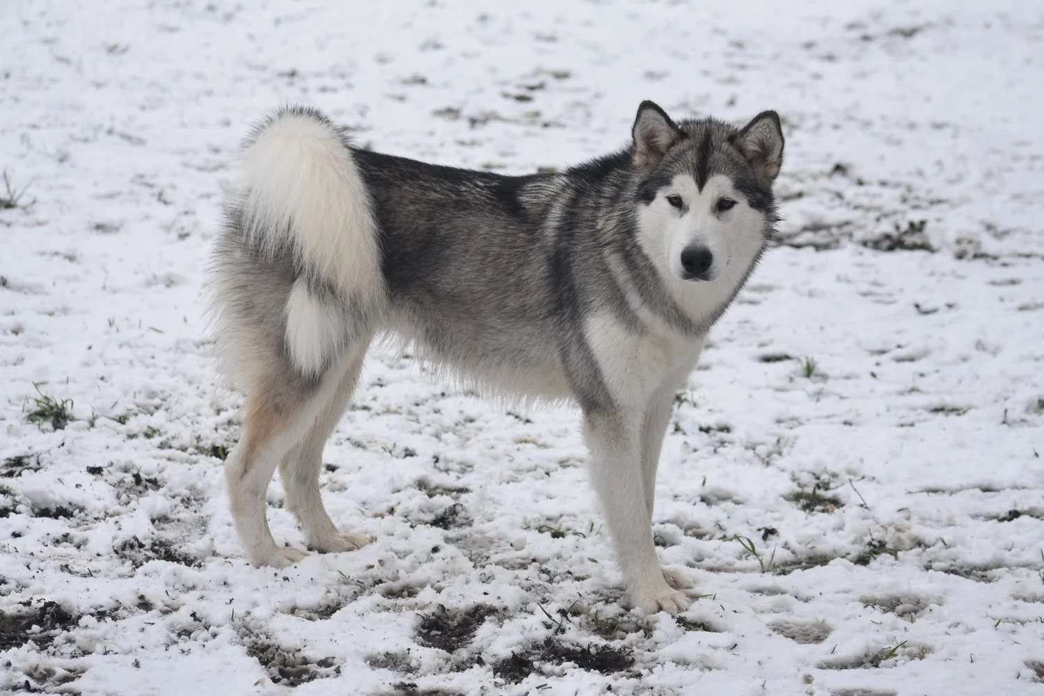 Aria, Alaskan Malamute · photo 8