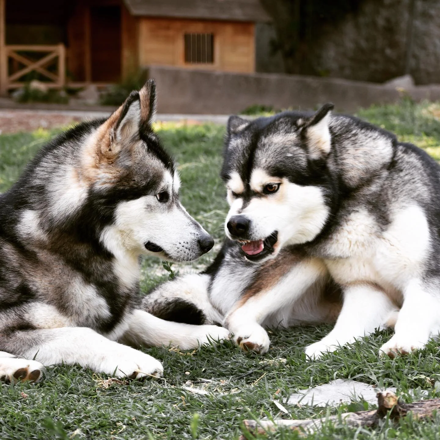 Vind, Alaskan Malamute · photo 6