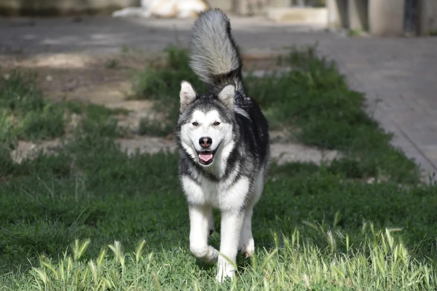 Qiqi, Alaskan Malamute · photo 6