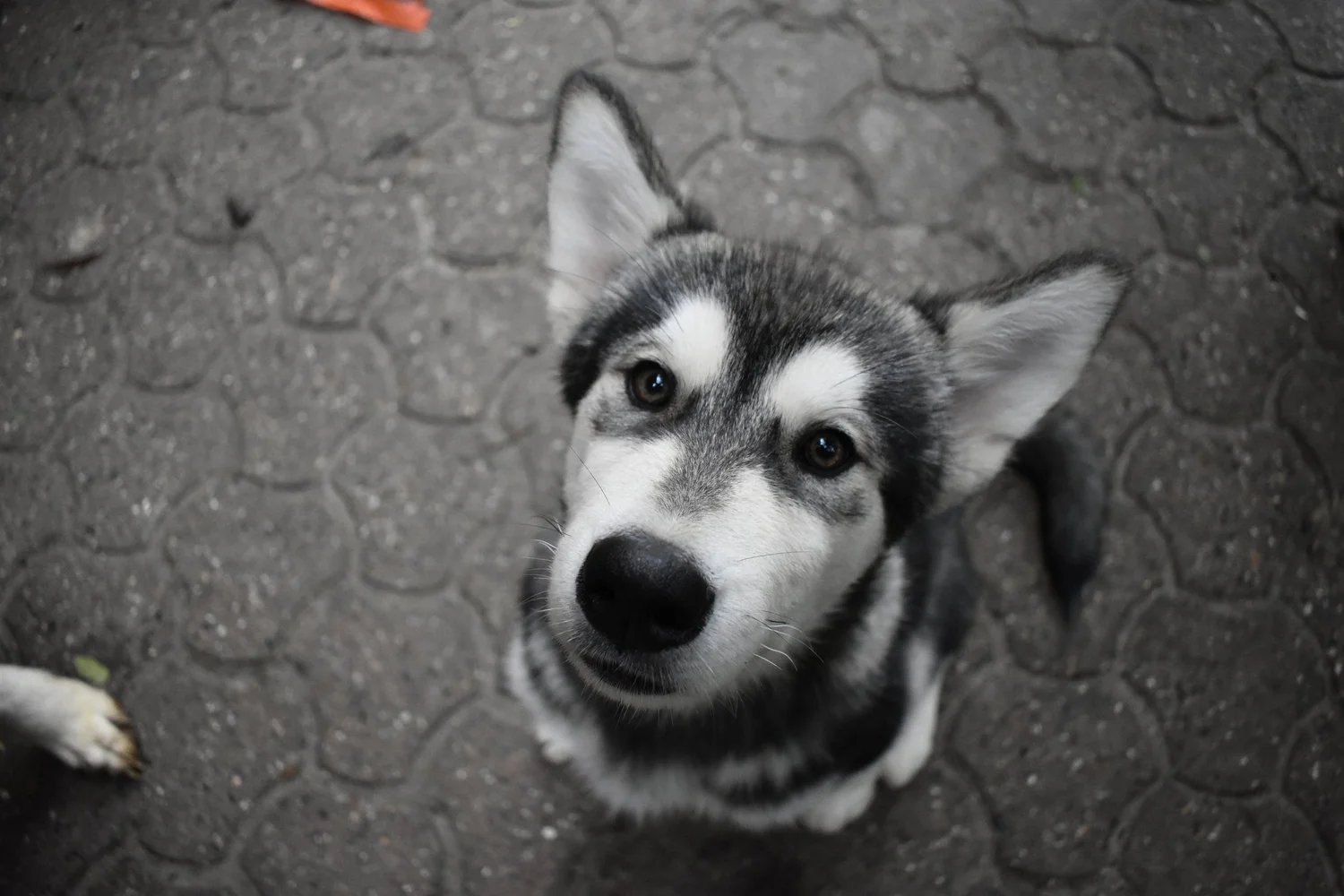 Pioggia, Alaskan Malamute · photo 4