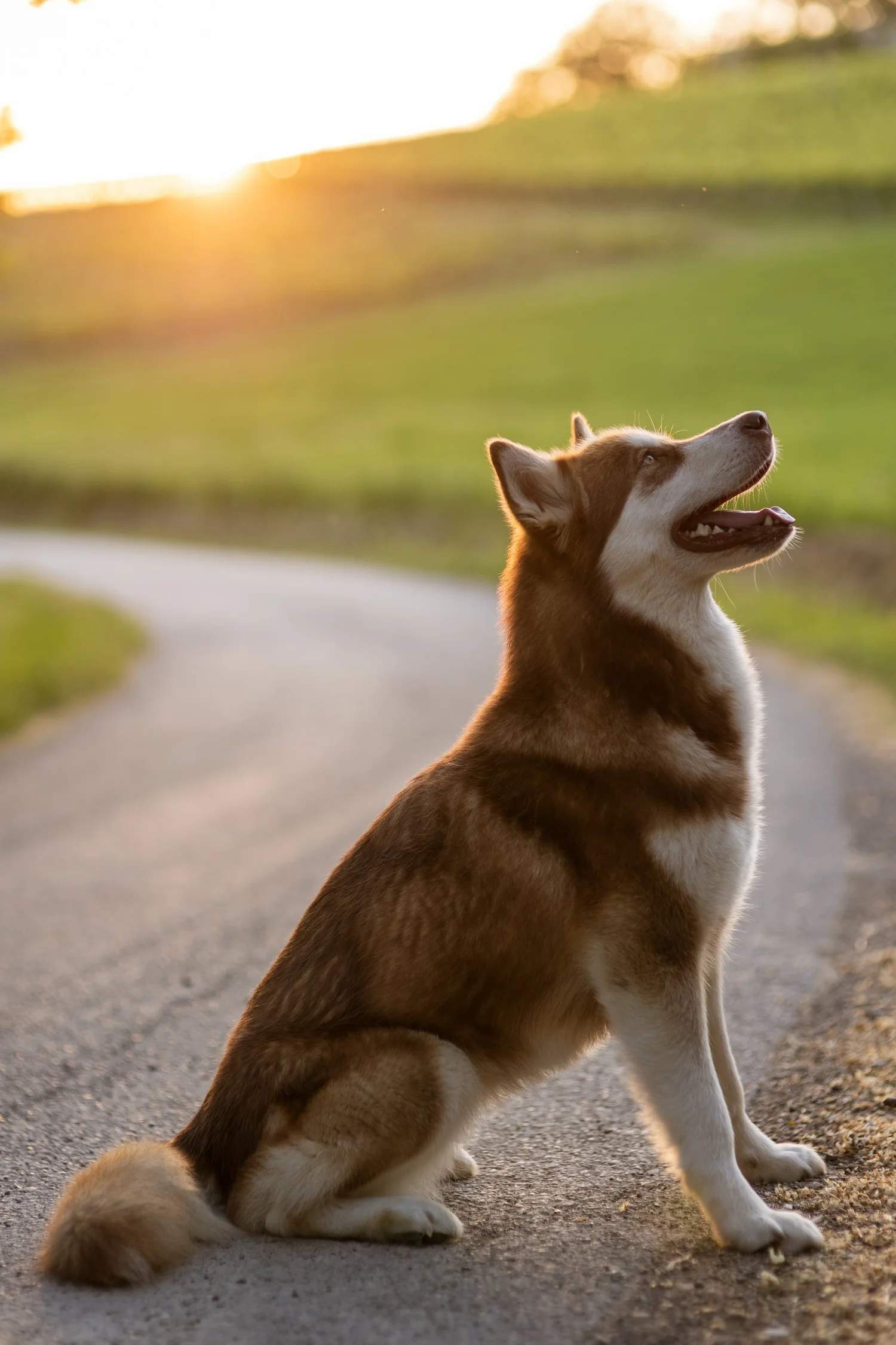 Katla, Alaskan Malamute · photo 7