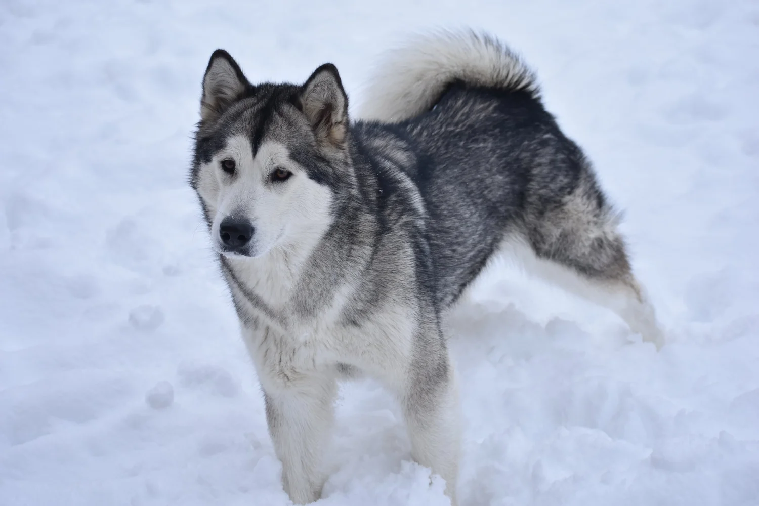 Aria, Alaskan Malamute · photo 6