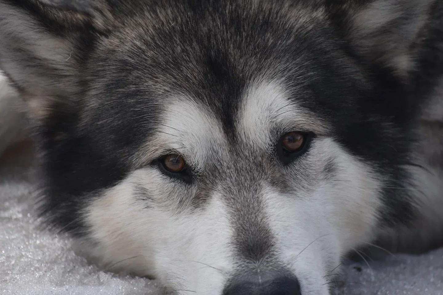 Close-up of an Alaskan Malamute