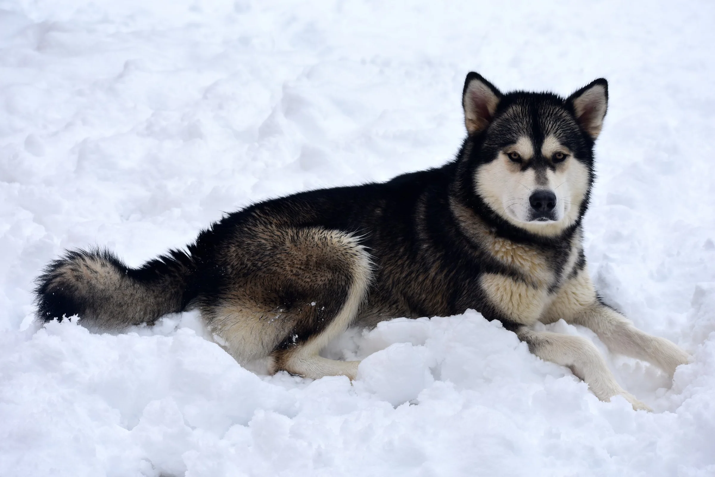 Alaskan Malamute in the snow
