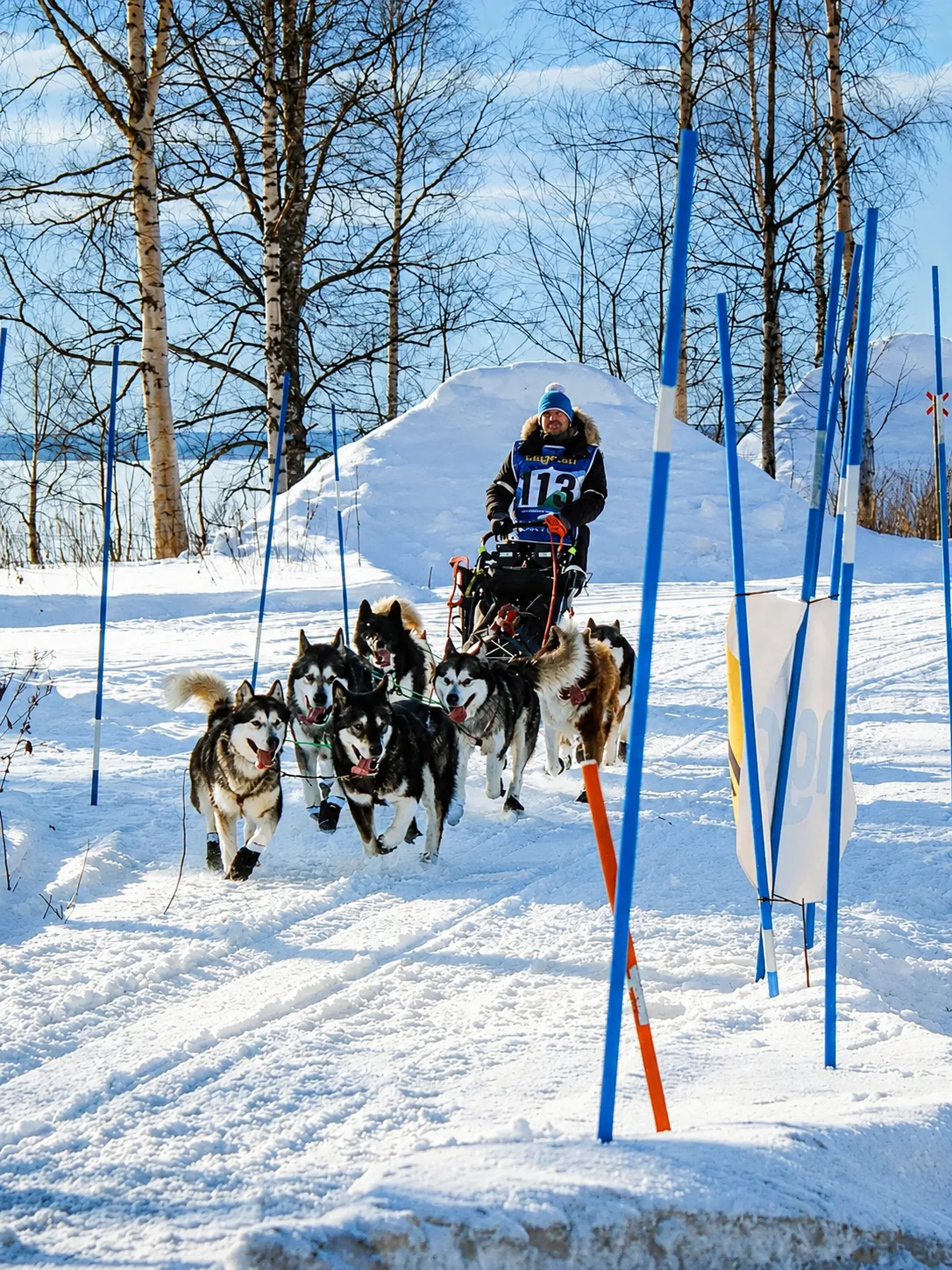 Northern working dogs during sporting activity