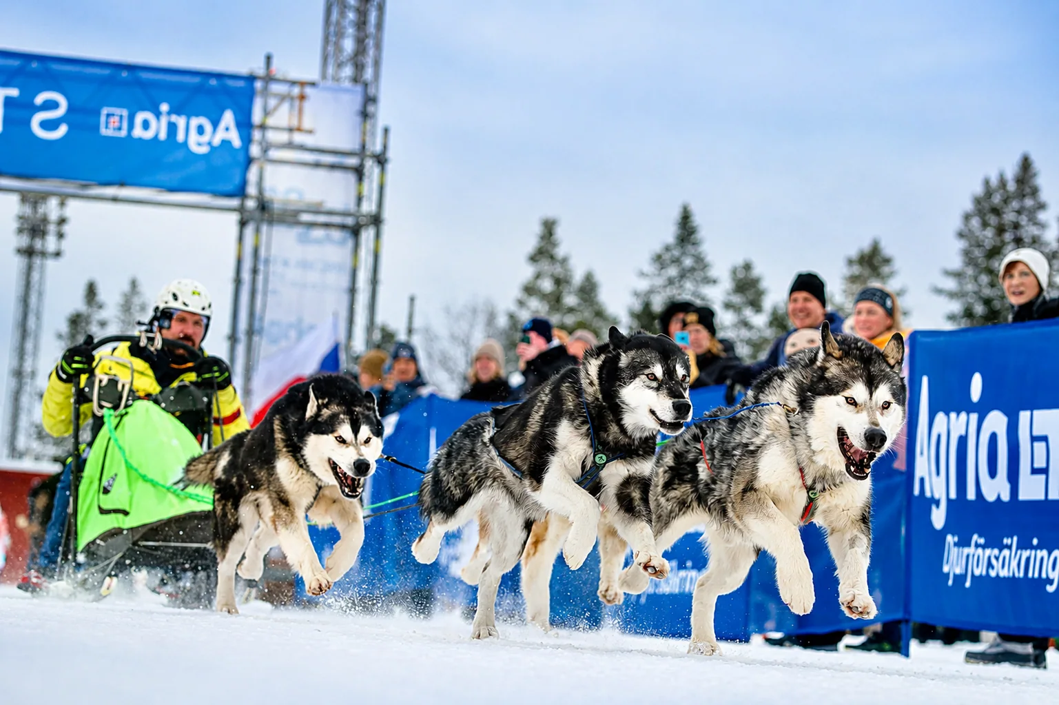 Nuna Malamutes during a sleddog race