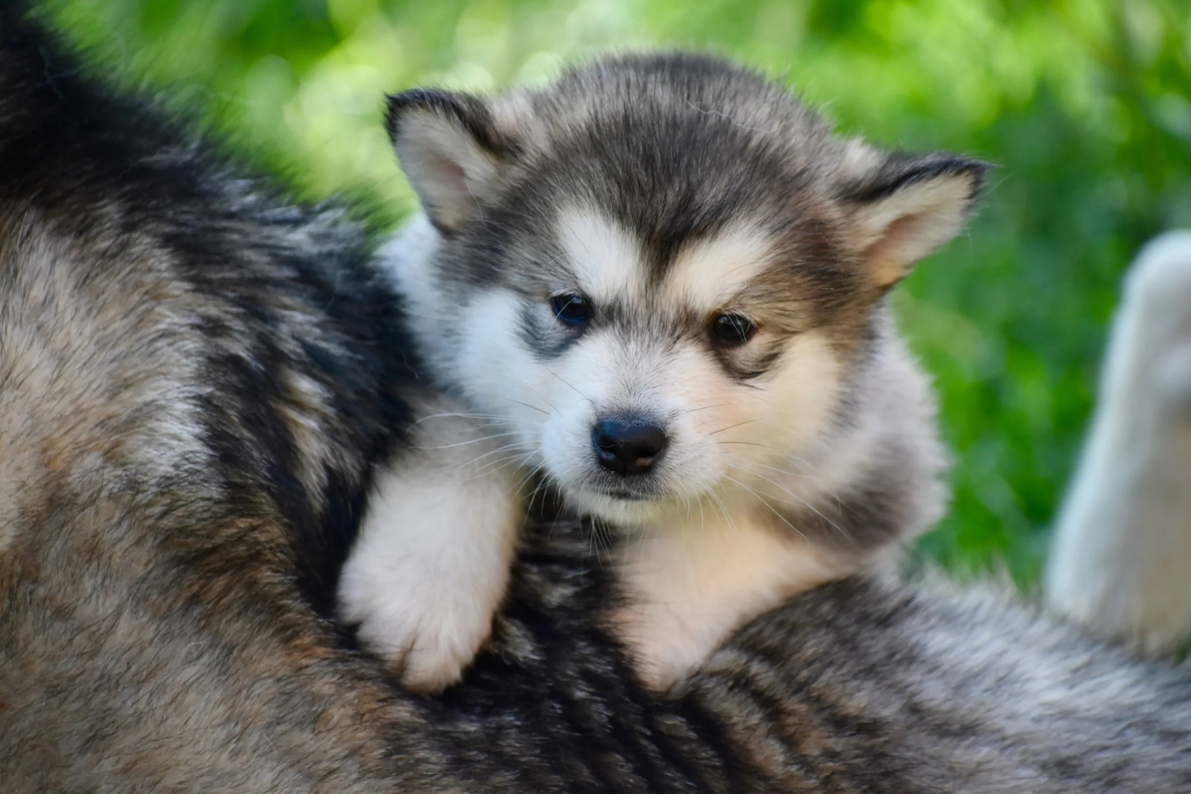 Portée Nuna Malamutes